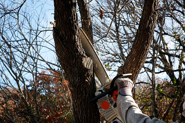 Best Tree Mulching  in Lordsburg, NM