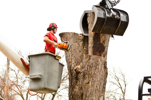 Best Tree Trimming and Pruning  in Lordsburg, NM