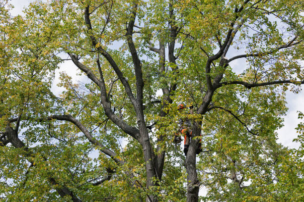 How Our Tree Care Process Works  in  Lordsburg, NM